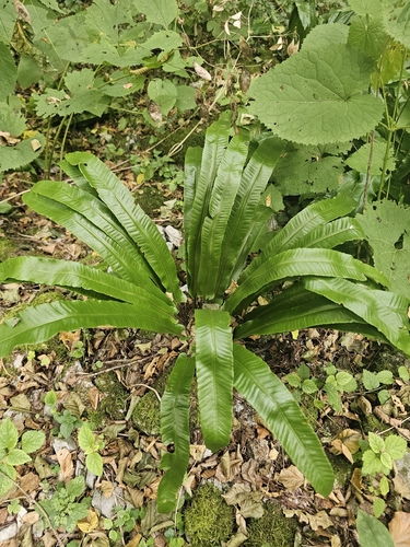 Hart's-tongue fern