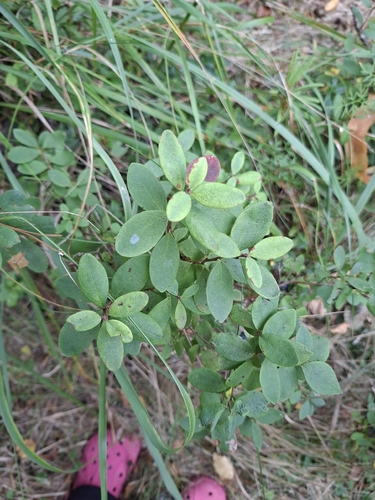 bog bilberry