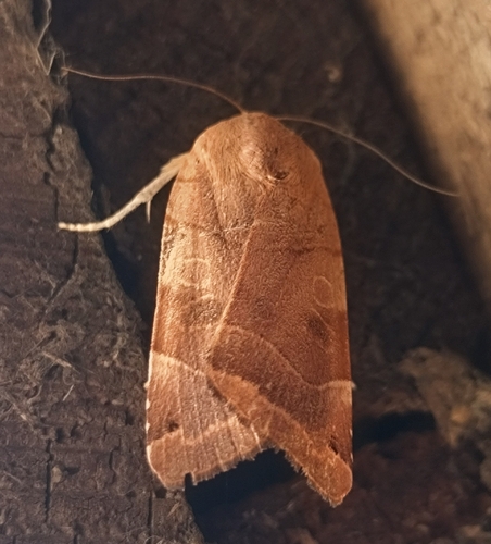 Broad-bordered Yellow Underwing