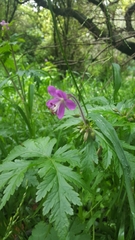 Geranium reuteri