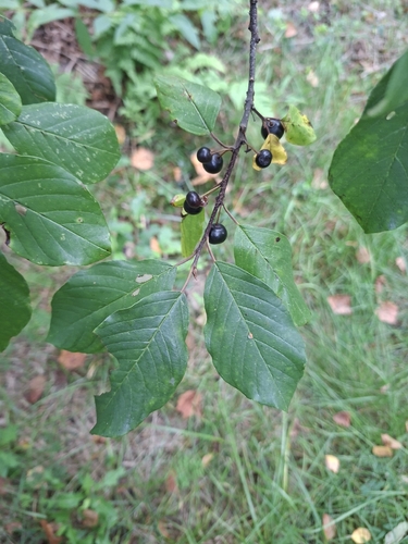 alder buckthorn