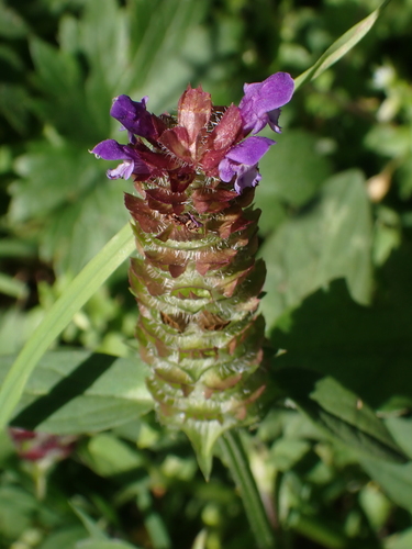 common selfheal