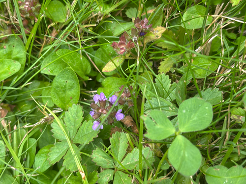 common selfheal