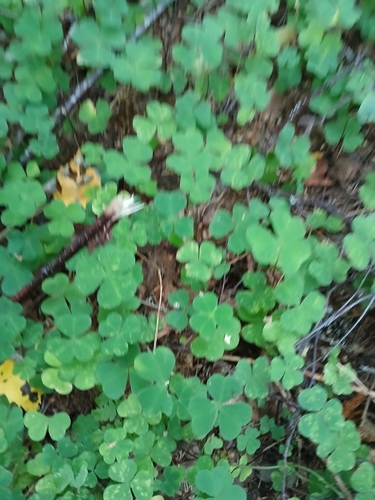 European wood-sorrel