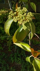 Magnoliopsida