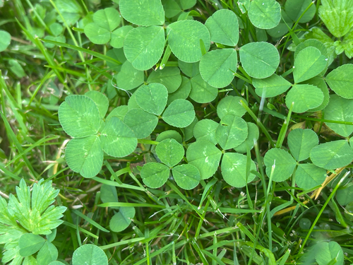white clover