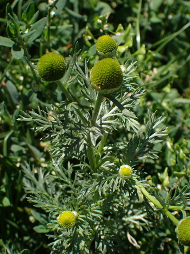 pineapple-weed