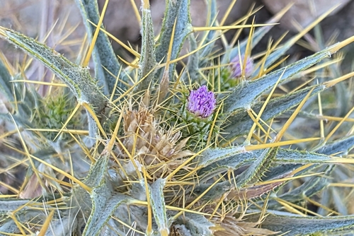 Yellow-spine Thistle