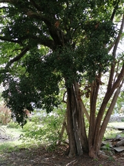 Melicoccus oliviformis