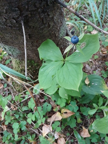 Herb Paris