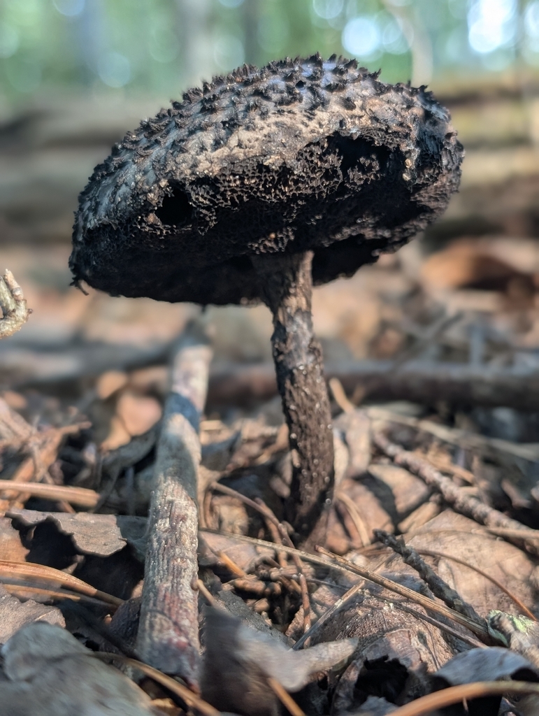 Old-man-of-the-woods · August 2026 · photo: Photo: (c) Harrison West, some rights reserved (CC BY) · iNaturalist
