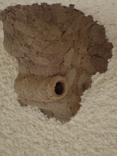 Black-and-yellow Mud-dauber Wasps