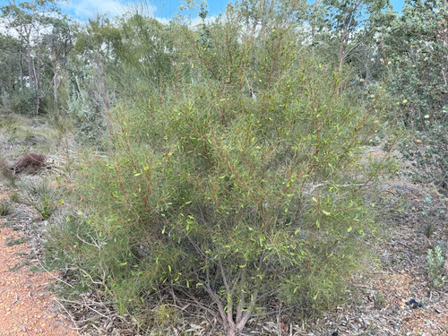 Hakea trifurcata, photograph 5