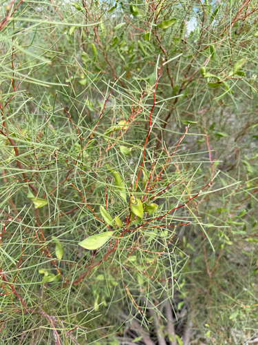 Hakea trifurcata, photograph 4