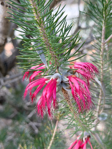 Melaleuca rupestris, photograph 6