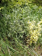 Lithospermum officinale