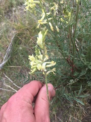 Astragalus eremiticus