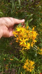 Hypericum canariense