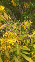 Hypericum canariense