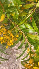 Hypericum canariense