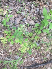 Thaspium chapmanii