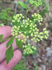 Thaspium chapmanii