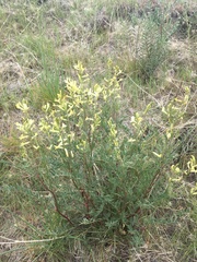 Astragalus eremiticus
