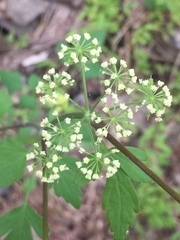Thaspium chapmanii
