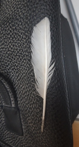 Plume de Lagopède alpin