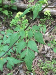 Thaspium chapmanii