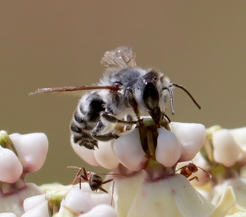 Megachile lippiae
