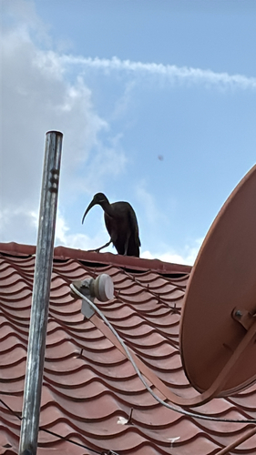 Hadada Ibis