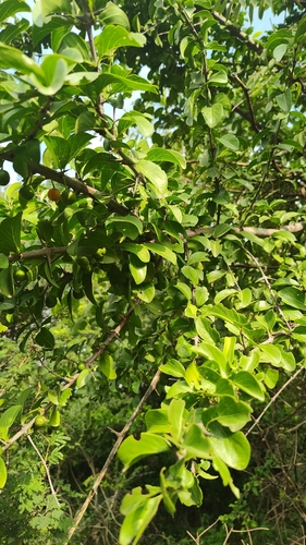 Canthium coromandelicum observed 2026-08-29