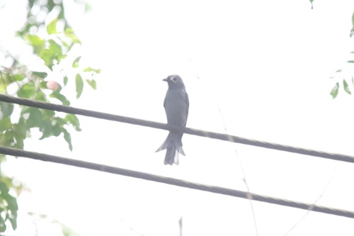 Ashy Drongo