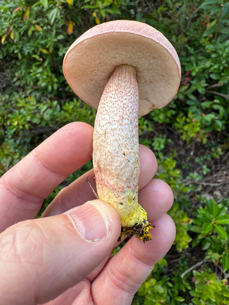 Chrome-footed Bolete · August 2026 · photo: Photo: (c) Jeff Clark, some rights reserved (CC BY) · iNaturalist
