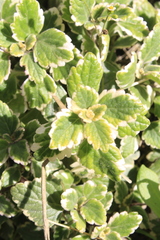 Coleus forsteri