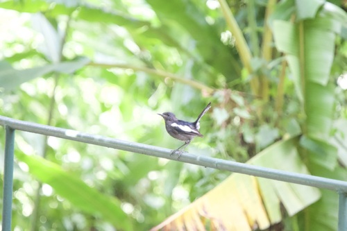 Oriental Magpie-Robin