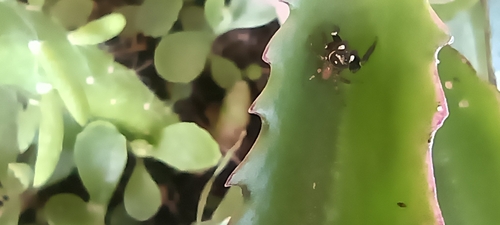Mediterranean white-banded spider