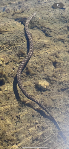 Viperine Snake