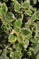 Coleus forsteri
