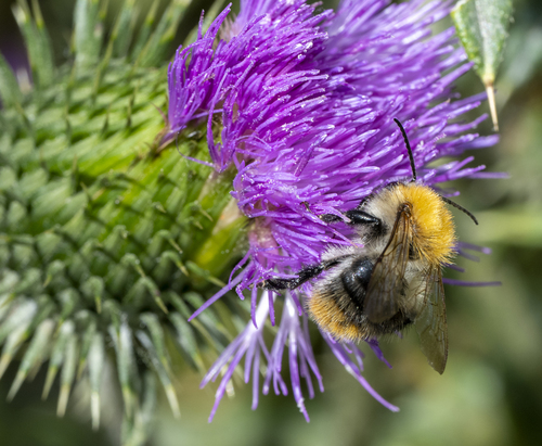 Common Carder Bumble Bee