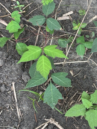 eastern poison ivy
