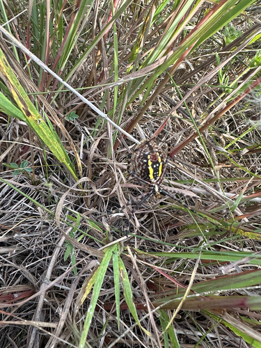 Banded Garden Spider