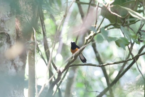 White-crowned Shama