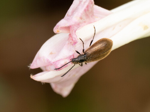 Rough-haired Lagria Beetle