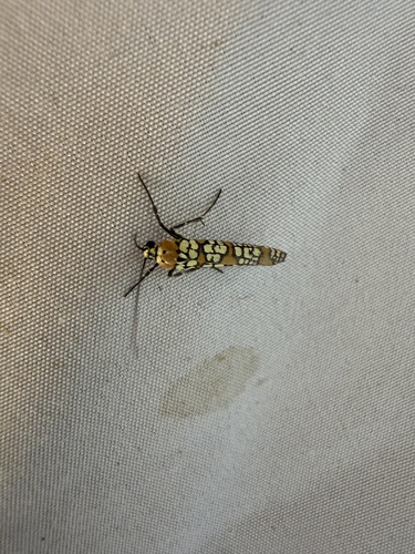 Ailanthus Webworm Moth