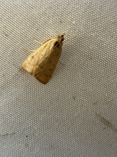 Garden Webworm Moth
