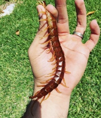 Scolopendra alternans