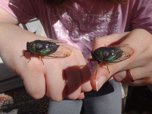 Swamp cicada