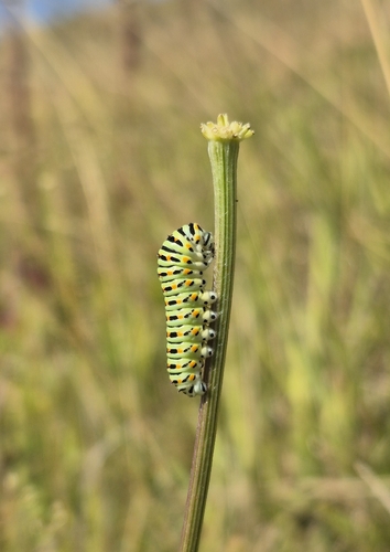 Old World Swallowtail